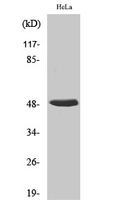 hnRNP H Polyclonal Antibody