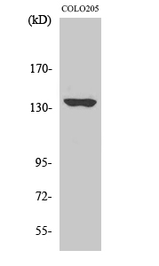 MN1 Polyclonal Antibody