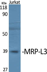 MRP-L3 Polyclonal Antibody