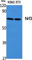 Nrf3 Polyclonal Antibody