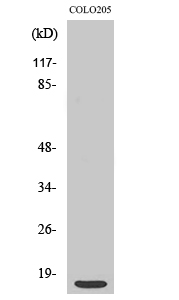 Ribosomal Protein S12 Polyclonal Antibody