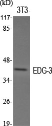 EDG-3 Polyclonal Antibody