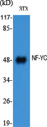 NF-YC Polyclonal Antibody