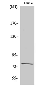 KALIG-1 Polyclonal Antibody