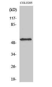 KCNG2 Polyclonal Antibody
