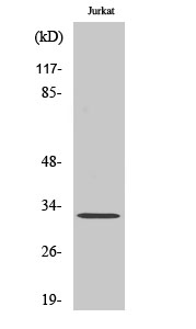 Neuralized-2 Polyclonal Antibody