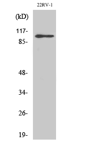 GluR-2 Polyclonal Antibody