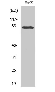 RBAK Polyclonal Antibody