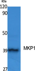 MKP-1 Polyclonal Antibody