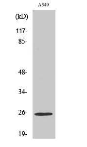 Rho GDIγ Polyclonal Antibody