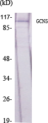 GCN5 Polyclonal Antibody