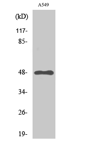 GPR83 Polyclonal Antibody