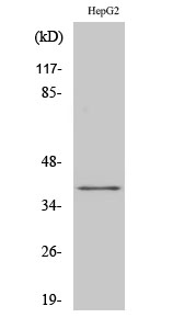 FAST-1/2 Polyclonal Antibody