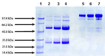 Recombinant Rat VEGF-A/VEGF164