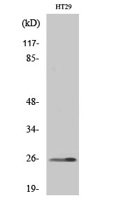 HoxA6 Polyclonal Antibody