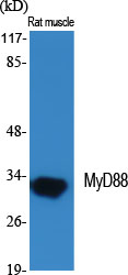 MyD88 Polyclonal Antibody