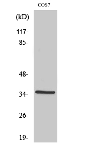 FoxL1 Polyclonal Antibody