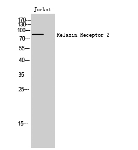 Relaxin Receptor 2 Polyclonal Antibody