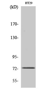 EOMES Polyclonal Antibody