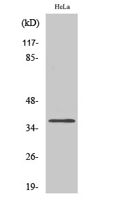 Olfactory receptor 4Q3 Polyclonal Antibody