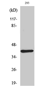 Dok-4 Polyclonal Antibody