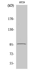 PSMD2 Polyclonal Antibody