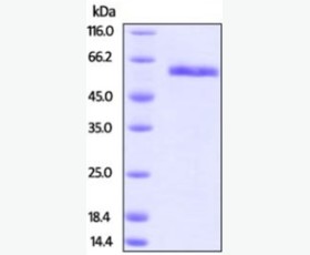 Recombinant Human Galectin-1/LGALS1