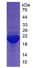 Recombinant Myoglobin (MYO)