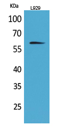 IL-2Rβ Polyclonal Antibody