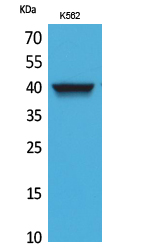 CXCR-3 Polyclonal Antibody