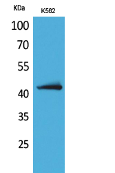 JAM-B Polyclonal Antibody