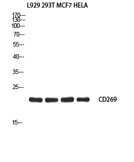 CD269 Polyclonal Antibody