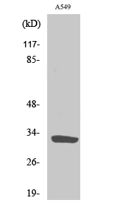 ZIP9 Polyclonal Antibody