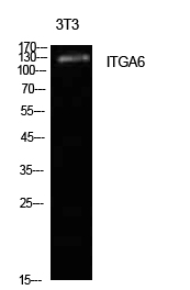 Integrin α6 Polyclonal Antibody