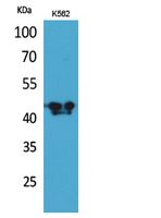 ECA39 Polyclonal Antibody