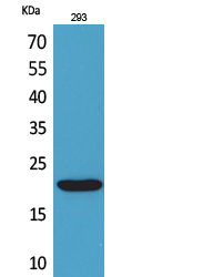 CMTM6 Polyclonal Antibody