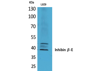 Inhibin β-E Polyclonal Antibody