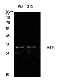 CD305 Polyclonal Antibody