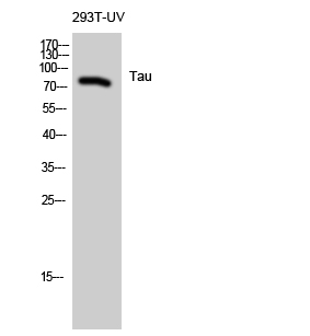 Tau Polyclonal Antibody