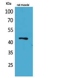 KLF12 Polyclonal Antibody