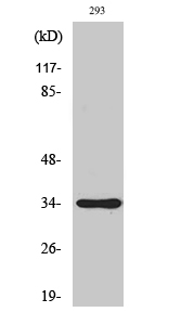 SH2D5 Polyclonal Antibody