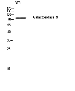 Galactosidase β Polyclonal Antibody