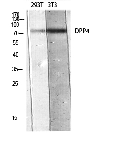 CD26 Polyclonal Antibody