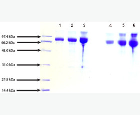 Recombinant Human Disks Large Homolog 4/DLG4/PSD95