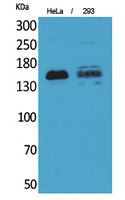 CD148 Polyclonal Antibody