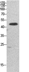 EF-1 α1/2 Polyclonal Antibody