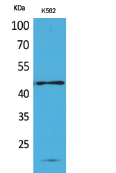 CD241 Polyclonal Antibody