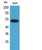 LIR-7 Polyclonal Antibody