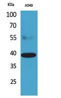 CGR19 Polyclonal Antibody