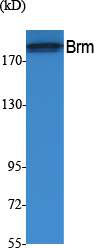 Brm Polyclonal Antibody